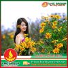huong-ngan-hoa